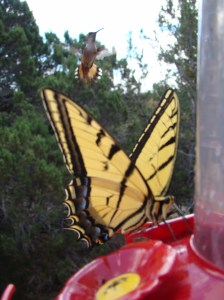 Butterfly and Humming Bird