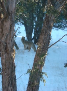 2011 January Coyotes 033